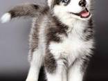 Siberian husky puppy - photo 2