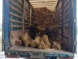 Sorghum for the production of brooms - photo 3