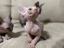 Sphynx kittens