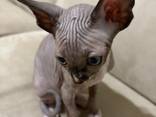 Sphynx kittens - photo 3