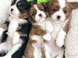 Stunning 5 Generation Pedigree King Charles Stud - photo 1