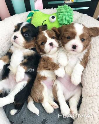 Stunning 5 Generation Pedigree King Charles Stud