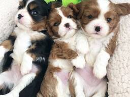 Stunning 5 Generation Pedigree King Charles Stud 