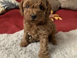 Susan's Gorgeous Teacup Puppies For Adoption