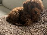 Susan's Gorgeous Teacup Puppies For Adoption - photo 2