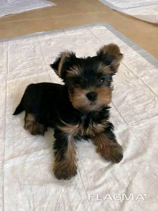 Tea cup Yorkie puppies