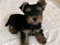 Tea cup Yorkie puppies