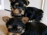 Tea cup Yorkie puppies - фото 2