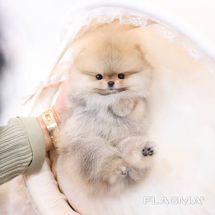 Teacup Frenchie, Shih Tzu, Pomsky, Maltese, Pomeranian, Chihuahua cachorros