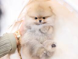 Teacup Frenchie, Shih Tzu, Pomsky, Maltese, Pomeranian, Chihuahua puppies