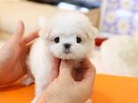 Teacup Frenchie, Shih Tzu, Pomsky, Maltese, Pomeranian, Chihuahua puppies - photo 3