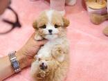 Teacup Frenchie, Shih Tzu, Pomsky, Maltese, Pomeranian, Chihuahua cachorros - foto 8