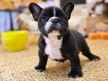Teacup Frenchie, Shih Tzu, Pomsky, Maltese, Pomeranian, Chihuahua cachorros - foto 10
