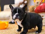 Teacup Frenchie, Shih Tzu, Pomsky, Maltese, Pomeranian, Chihuahua cachorros - foto 11