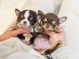 Teacup Frenchie, Shih Tzu, Pomsky, Maltese, Pomeranian, Chihuahua cachorros - foto 13