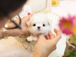 Teacup Frenchie, Shih Tzu, Pomsky, Maltese, Pomeranian, Chihuahua cachorros - foto 14