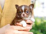 Teacup Frenchie, Shih Tzu, Pomsky, Maltese, Pomeranian, Chihuahua cachorros - foto 15