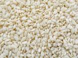 Top Grade White Sesame Seeds – Min 10MT – Buyer Packaging Option - photo 2