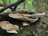 Трутовики гриби - photo 3