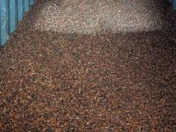 Whole cocoa beans