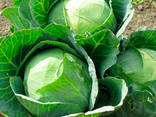 Wholesale fresh cabbage - photo 2