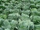 Wholesale fresh cabbage - photo 3