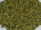 Wholesale shine skin pumpkin seeds kernels at good price - photo 1