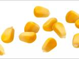 Yellow Corn, premium quality, best price - photo 4