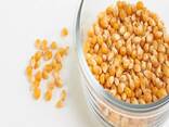 Yellow Corn, premium quality, best price - photo 3