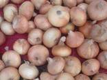 Yellow onion - photo 3