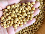Yellow Soybeans Delicious Soybeans Sale - photo 1