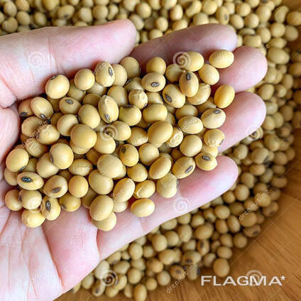 Yellow Soybeans Delicious Soybeans Sale