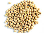 Yellow Soybeans Delicious Soybeans Sale - photo 3