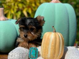 Yorkie Puppy For rehoming.