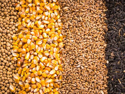 Зерно - пшеница, кукуруза, ячмень, просо, овес, рожь Украина
